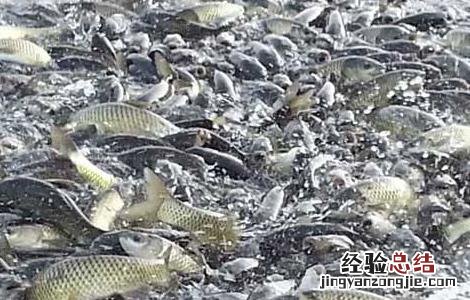 草鱼要怎么喂养 草鱼喂养注意事项