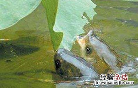 草鱼要怎么喂养 草鱼喂养注意事项