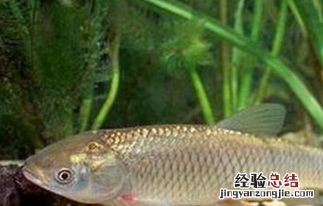 草鱼要怎么喂养 草鱼喂养注意事项