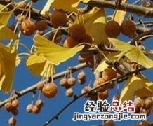 吃白果会中毒吗 吃白果会中毒吗怎么解毒