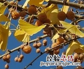 吃白果会中毒吗 吃白果会中毒吗怎么解毒