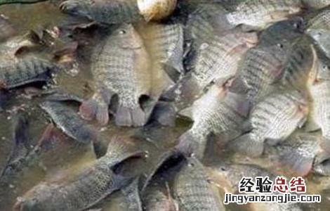 罗非鱼怎么养好伤 罗非鱼怎么养才好