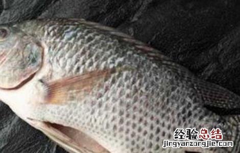 罗非鱼怎么养好伤 罗非鱼怎么养才好
