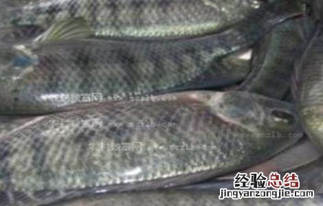罗非鱼怎么养好伤 罗非鱼怎么养才好