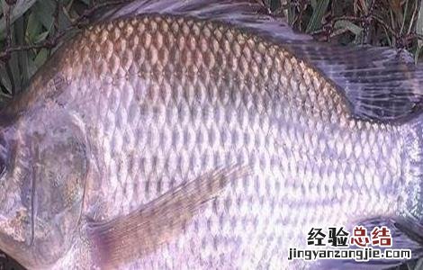 罗非鱼怎么养好伤 罗非鱼怎么养才好