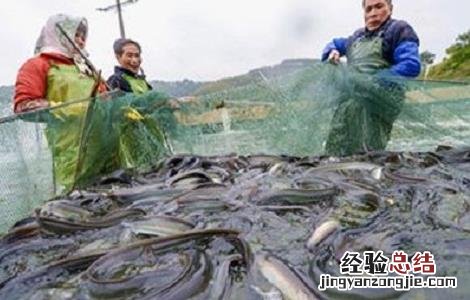 欧洲鳗最新人工养殖技术 欧洲鳗最新人工养殖技术图片