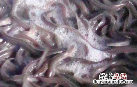 欧洲鳗最新人工养殖技术 欧洲鳗最新人工养殖技术图片
