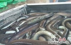 欧洲鳗最新人工养殖技术 欧洲鳗最新人工养殖技术图片