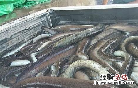 欧洲鳗最新人工养殖技术 欧洲鳗最新人工养殖技术图片