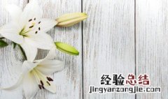 三朵百合花代表什么意思 送三朵百合的寓意是什么