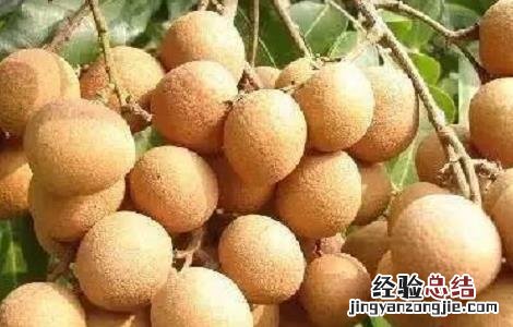 龙眼最新高产种植技术 龙眼最新高产种植技术视频