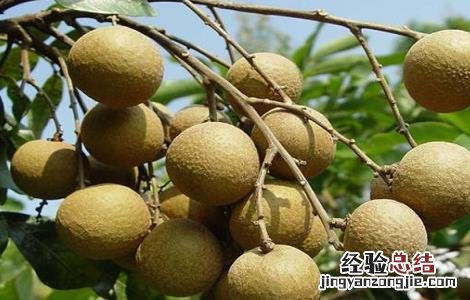 龙眼最新高产种植技术 龙眼最新高产种植技术视频