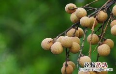 龙眼最新高产种植技术 龙眼最新高产种植技术视频