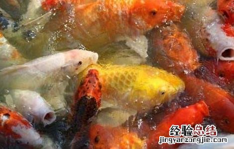 锦鲤鱼的养殖技术与方法 锦鲤鱼的养殖技术