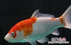 锦鲤鱼的养殖技术与方法 锦鲤鱼的养殖技术