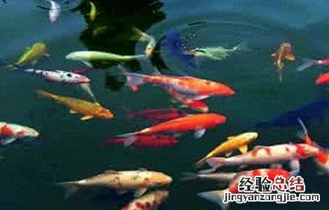 锦鲤鱼的养殖技术与方法 锦鲤鱼的养殖技术