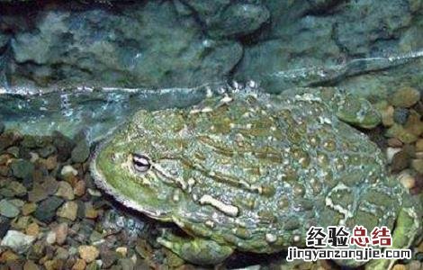 2018牛蛙养殖一亩的成本及市场价格一览