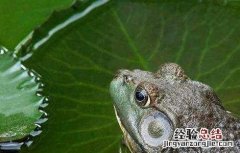 2018牛蛙养殖一亩的成本及市场价格一览