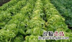 偷青是几月几日 偷青是项有趣的习俗