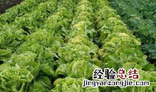 偷青是几月几日 偷青是项有趣的习俗