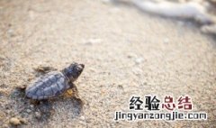 做梦梦见乌龟 做梦梦见乌龟好不好
