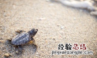 做梦梦见乌龟 做梦梦见乌龟好不好