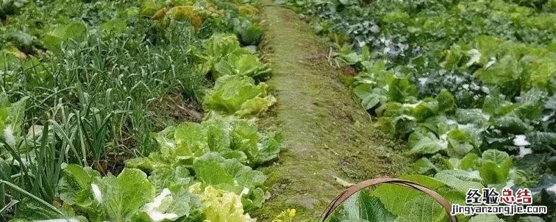 菜园如何科学管理水分,种菜需要什么工具