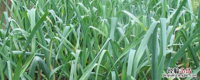 大蒜覆盖二膜技巧,一亩地能挣多少 大蒜地膜覆盖栽培技术视频