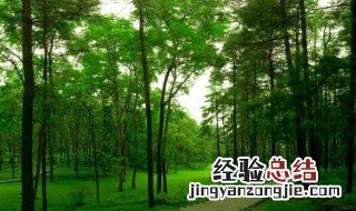 地理森林的作用主要有哪些 地理上森林的作用