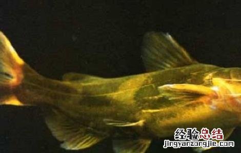 黄颡鱼最新养殖技术要求 黄颡鱼最新养殖技术