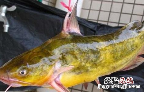黄颡鱼最新养殖技术要求 黄颡鱼最新养殖技术