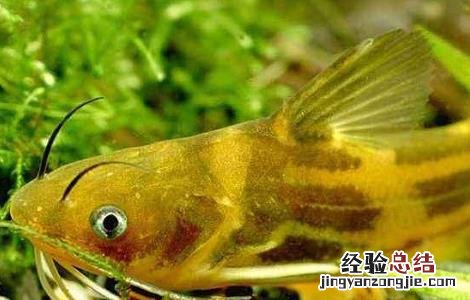 黄颡鱼最新养殖技术要求 黄颡鱼最新养殖技术