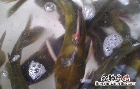 黄颡鱼最新养殖技术要求 黄颡鱼最新养殖技术