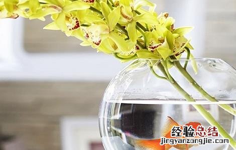 绿萝水培养鱼方法 绿萝鱼缸水培方法