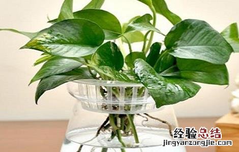 绿萝水培养鱼方法 绿萝鱼缸水培方法