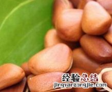 松仁的功效与作用 松仁的功效与作用及营养价值