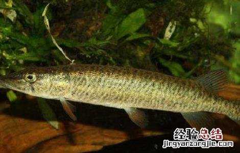 白斑狗鱼的养殖技术和市场前景 白斑狗鱼观赏鱼好养吗