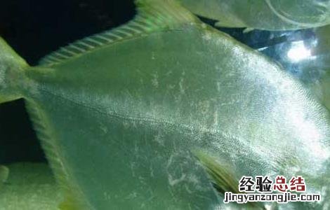 鲳鱼吃什么食物为主 鲳鱼吃什么食物
