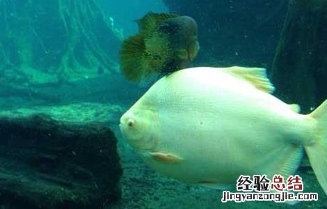 鲳鱼吃什么食物为主 鲳鱼吃什么食物