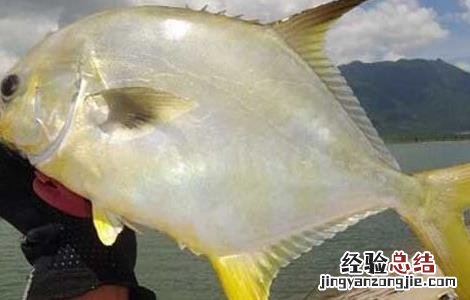 鲳鱼吃什么食物为主 鲳鱼吃什么食物