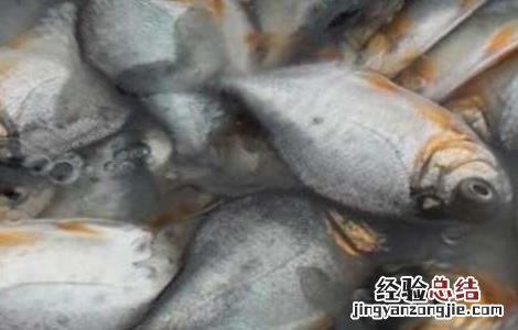 鲳鱼苗价格及养殖方法 金鲳鱼苗价格