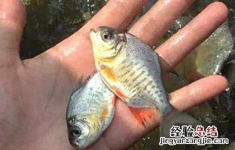 鲳鱼苗价格及养殖方法 金鲳鱼苗价格