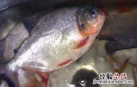 鲳鱼苗价格及养殖方法 金鲳鱼苗价格