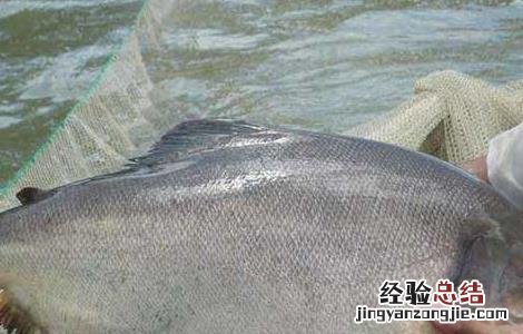 鲳鱼苗价格及养殖方法 金鲳鱼苗价格