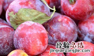 李子什么时候上市 中国目前最好最贵的李子品种