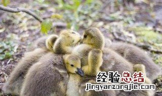 雏鹅最合适的温度 雏鹅最合适的温度是多少度