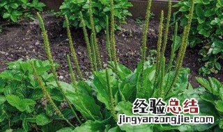 车前草的作用与功效有哪些 车前草的作用与功效与作用