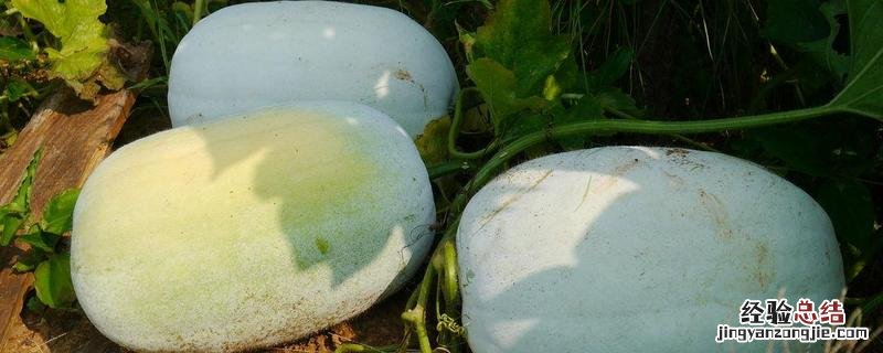 冬瓜亩产量一般是多少公斤，附种植方法