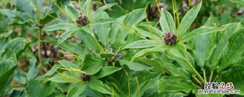 野生重楼图片药用全草吗? 野生重楼多少一公斤，附种植技术
