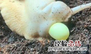 蜗牛会下蛋吗? 公鸡会下蛋吗